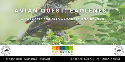 Avian Quest : Eaglenest