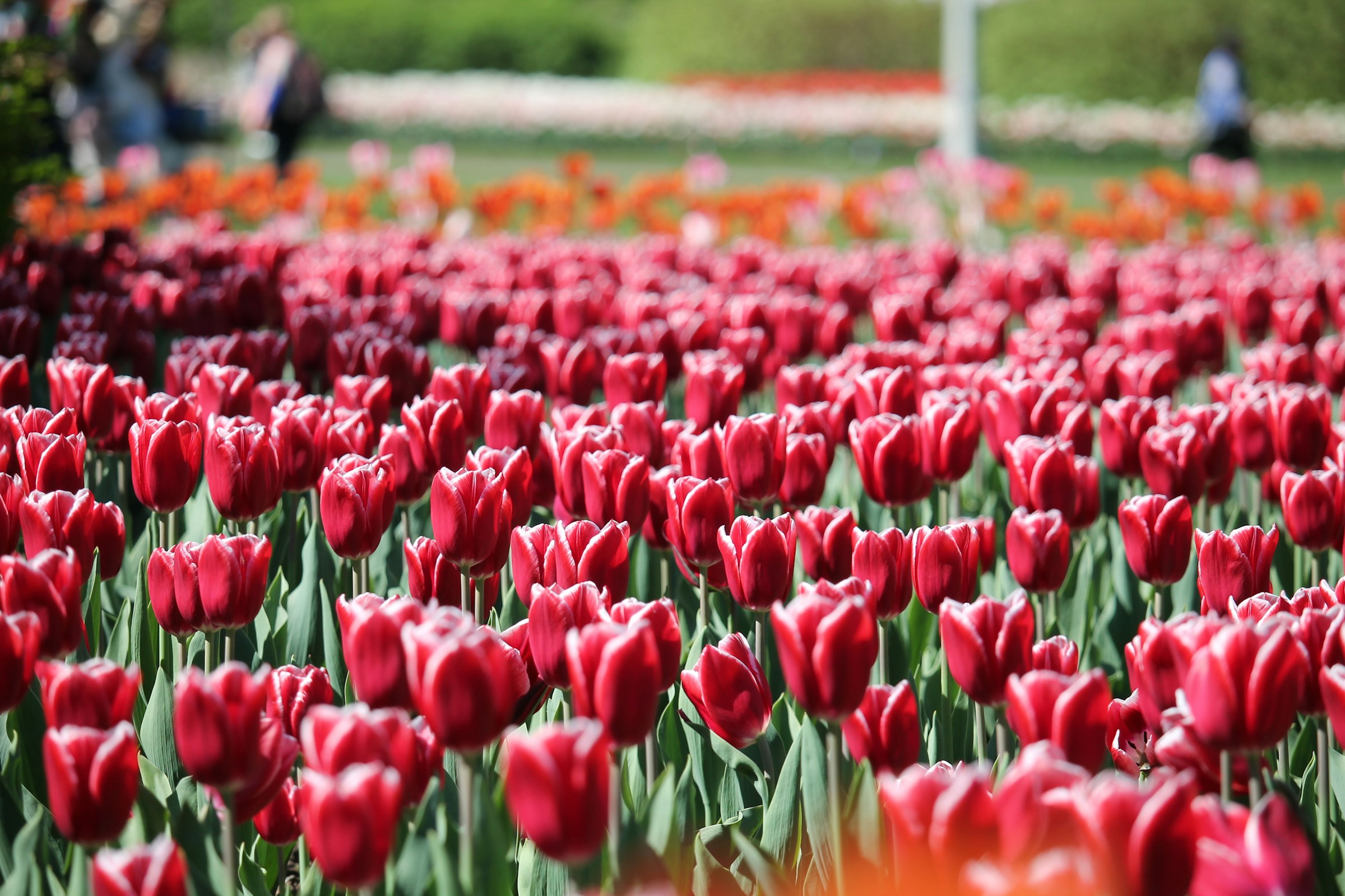 Tulip Festival Spring Kashmir
